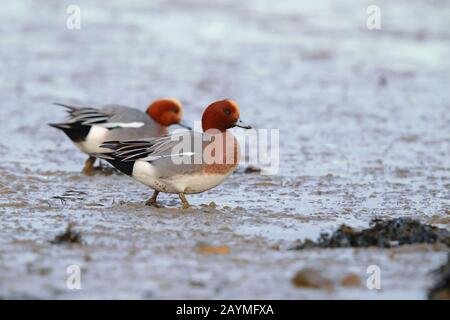 Zwei drake (männlich) Eurasian Wigeon (Mareca penelope), die über eine Flussmündungsstelle im Süden Englands laufen Stockfoto