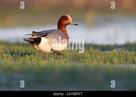 Erwachsene drake/männlich Eurasian Wigeon oder Widgeon (Mareca penelope, früher Anas) Ente, die im Winter in Norfolk, Großbritannien, füttern/weiden Stockfoto