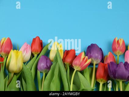 Frühling - Anfang des Jahres - Tulpen auf farbigem Hintergrund Stockfoto