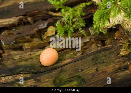 Wolfes Milch (Lycogala epidendrum) Schleimform fruitender Körper auf einem verrottendem Log im Spätsommer. Stockfoto