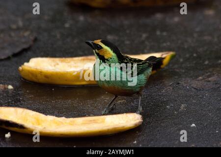 Im Wolkenwald, der die Osthänge der Anden bei Zamora in Ecuador bedeckt, befindet sich goldbewohntes tanager. Stockfoto