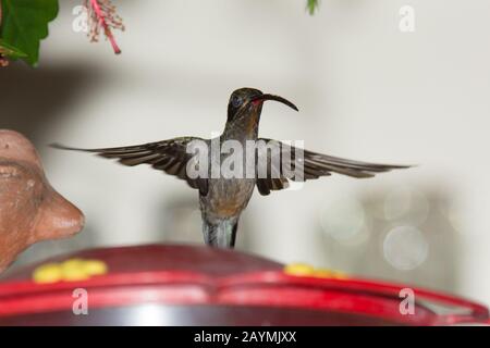 Grau-reihige Sabreenfliegen in montaner Regenwald, der die Osthänge der Anden in der Copalinga Lodge in Ecuador bedeckt. Stockfoto