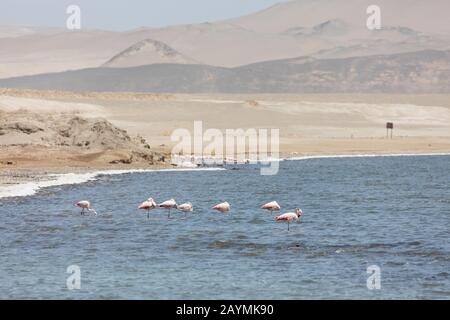 Flamingos chilenos in der nationalen Reserve von Paracas, Peru Stockfoto