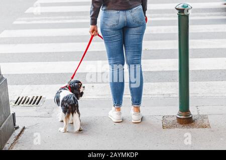 Mädchen, die mit ihrem Spanielhund auf der Straße spazieren gehen Stockfoto
