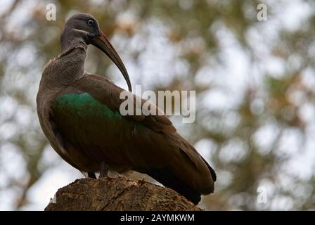 Ein Hadeda-Ibis, auf einem Akazienstumpf Stockfoto