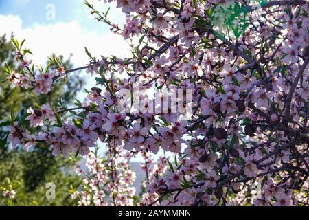 Rosa Mandelblüte auf Baum, Frühling, Finestrat, Costa Blanca, Spanien Stockfoto