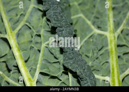 Gesundes Frisches Grünkohl Kale Leaf auf weißem Hintergrund Stockfoto