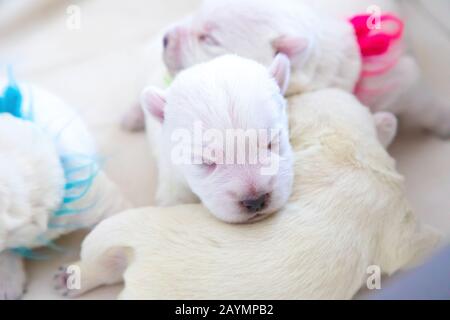 Neugeborene Welpen Brot West Highland White Terrier oder Westie schlafen nebeneinander in ihrem Korb Stockfoto