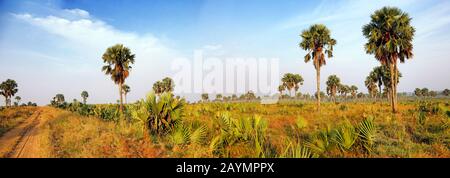 Landschaft mit Palmen im Murchison Falls National Park in Uganda Stockfoto