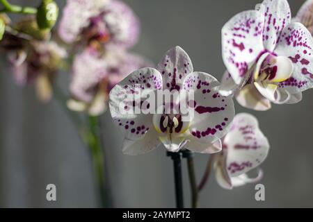 Phalaenopsis Mottenorchideen blühen auf Fensterbank. Melierte weiße Blumen mit violetten Flecken Stockfoto