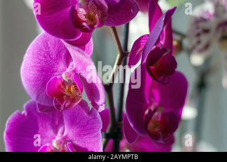Blühende Phalaenopsis Orchideen in hellem Sonnenlicht, Nahaufnahme, selektiver Fokussierung Stockfoto