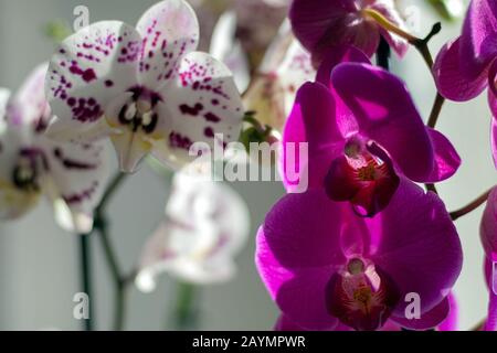 Phalaenopsis Orchideen blühen in Innenräumen im Sonnenlicht des Frühlings Stockfoto