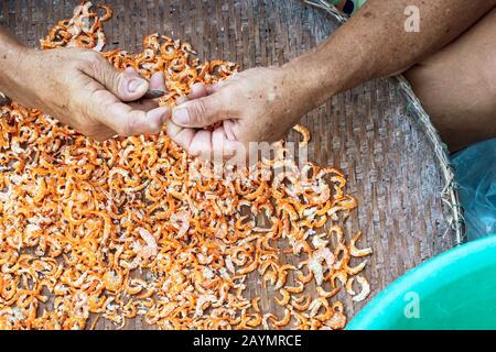 In der Nähe eines elderigen Fischers verwenden Sie ein kleines Messer, um unerwünschte Teile der Garnele auszuschneiden, was ein Schritt ist, um getrocknete Garnelen zum Verkauf zu bringen. Stockfoto