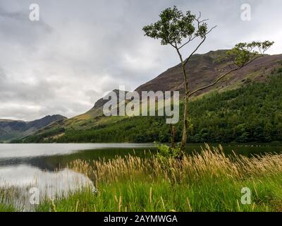 Einsamer Baum am Kopf von Buttermere Lake, Lake District National Park, Cumbria, England, Großbritannien Stockfoto