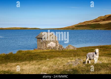 Ein Schaf, das in der Nähe des alten Steinboathauses an den Ufern von Devoke Water, Lake District National Park, Cumbria, England, Großbritannien steht Stockfoto