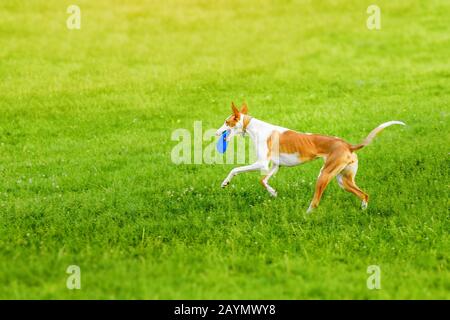 Ibizan podenco ibicenco Hund spielt Frisbee im Park Stockfoto