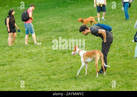 15. MAI 2018 BUDAPEST, UNGARN: Die Menschen laufen mit ihren Hunden auf dem Spielplatz im Stadtpark Stockfoto