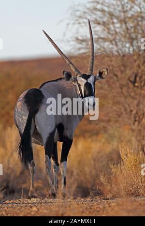 Gemsbok (Oryx gazella) Erwachsene, die im Scrubby Grasland Namaqualand, Südafrika, im November stehen Stockfoto