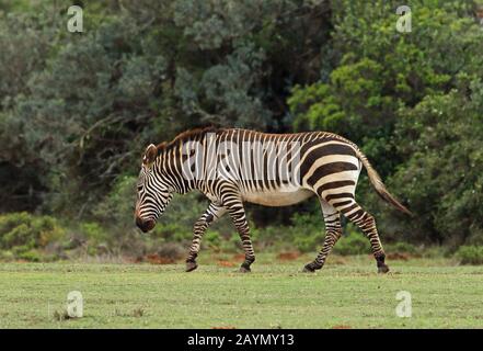 Mountain Zebra (Equus Zebra) Erwachsener, der im November auf kurzem Gras am südlichen Westhang in Südafrika spazieren geht Stockfoto