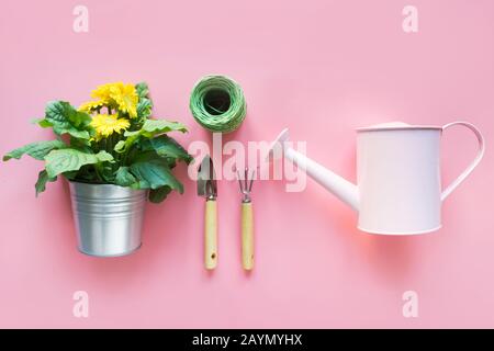 Gartenhintergrund mit Gießkanne und Gerbera-Blumen auf pinkfarbenem Hintergrund. Ansicht von oben. Knolling. Stockfoto