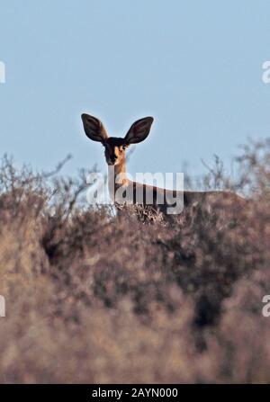 Steenbok (Raphicerus campestris) Erwachsene Frauen, die am frühen Morgen auf einem Hügel im leichten Westhang in Südafrika im November stehen Stockfoto