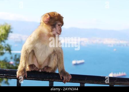 Baby-Barbary-Makaque in Gibraltar Stockfoto