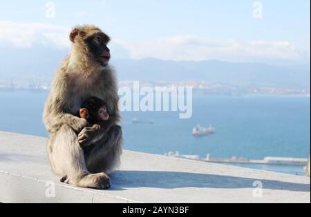 Barbary Makaken in Gibraltar (Mutter und Baby) Stockfoto