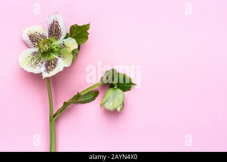 Helleborus hybridus, Lady Series, White Lady Spotted, Hellebore. Isoliert auf einem pastellrosa Hintergrund. Stockfoto