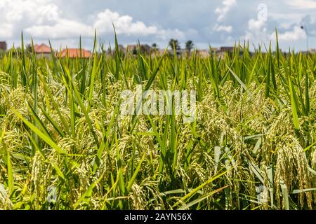 Reisfeld mit reifem Reis bereit für die Ernte. Insel Bali, Indonesien Stockfoto