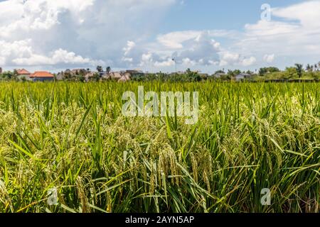 Reisfeld mit reifem Reis bereit für die Ernte. Insel Bali, Indonesien Stockfoto