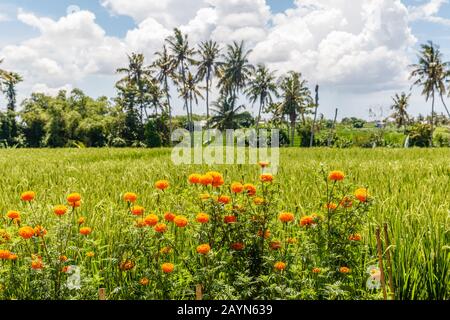 Reisfeld mit blühenden Marigolden. Palmen im Hintergrund. Ländliche Landschaft. Insel Bali, Indonesien Stockfoto