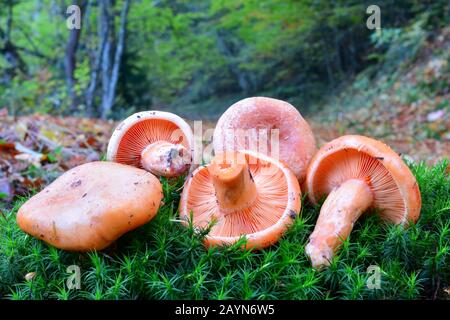 Gruppe von fünf frisch geernteten essbaren wilden Saffron-Milchcap-Pilzen oder Lactarius deliciosus, auf grünem Moos-Hintergrund in natürlichem Lebensraum, gemischt Stockfoto