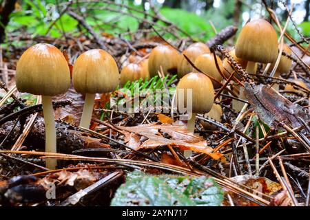 Große Gruppe von Coprinus micaceus oder Glitzernden Inkcap Champignons, nass nach dem Frühsommer starker Regen, wächst aus Erde verfallener Kiefernadeln, Horizonta Stockfoto