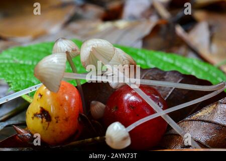 Winzige Mycena Capillaripes oder Pinkedge-Bonnet-Pilze, fotografiert mit Wildkirsche für Größenvergleich; Jelova Gora, Serbien Stockfoto