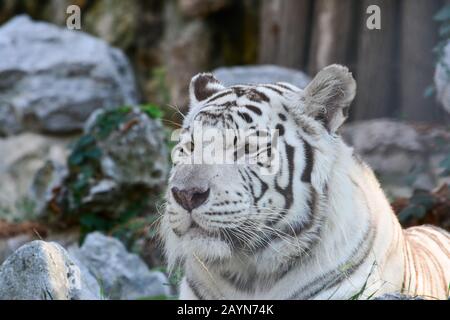 Weißes Tiger-Porträt, Halbprofil, gerade, vor verschwommenem Holz und Steinhintergrund Stockfoto