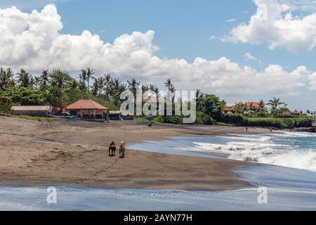 Blick auf Pantai Seseh (Seseh-Strand), Bali, Indonesien. Vulkanischer schwarzer Sand, Ozean, Wellen. Zwei Hunde, die an der Wasserlinie spazieren. Stockfoto