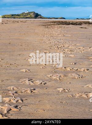 Yellowcraig Beach, East Lothian, Schottland, Großbritannien, 16. Februar 2020. Wetter in Großbritannien: Sturm Dennis wäscht eine Menge Seesterne auf den Strand, zusammen mit einem kleinen brüchigen Stern, während die Flut auf dem Firth of Forth Küstenlinie mit der Fidra-Insel am Horizont zurücktritt Stockfoto