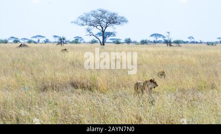 Löwin unter dem Gras der Savanne im Serengeti-Nationalpark, Tansania, Afrika Stockfoto