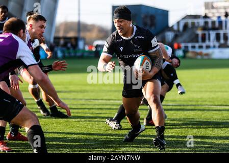 Newcastle, Großbritannien. Februar 2020. Newcastle UPON TYNE, ENGLAND - 16. FEBRUAR Sinoti Sinoti von Newcastle Falcons Angriffe während des Greene King IPA Championship Matches zwischen Newcastle Falcons und Cornish Pirates im Kingston Park, Newcastle am Sonntag, 16. Februar 2020. (Credit: Chris Lishman/MI News) Credit: MI News & Sport /Alamy Live News Stockfoto