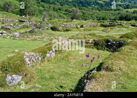 Hundatora, Hound Tor Desertierte aus dem 13. Jahrhundert Medieval Village, Dartmoor, Devon, Großbritannien Stockfoto