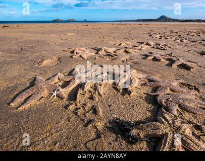 Yellowcraig Beach, East Lothian, Schottland, Großbritannien, 16. Februar 2020. Wetter in Großbritannien: Sturm Dennis wäscht eine Menge Seesterne auf den Strand, zusammen mit einem kleinen brüchigen Stern, während die Flut an der Küste Firth of Forth zurücktritt Stockfoto