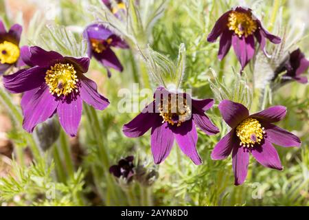 Reich rot-violetten Blüten der immerwährenden, Frühling blühende Pasque flower, Pulsatilla vulgaris 'Heiler Hybriden ' Stockfoto