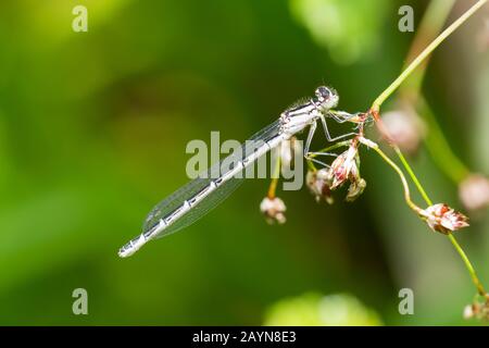 Seitenansicht eines gewöhnlichen, blauen, damselfliegenden erwachsenen Weibchens, Enallagma cyathigerum Stockfoto