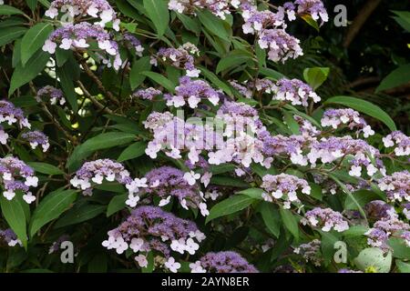 Lacecap-Köpfe des Laubstrauchs, Hydrangea aspera 'Villosa-Gruppe' Stockfoto