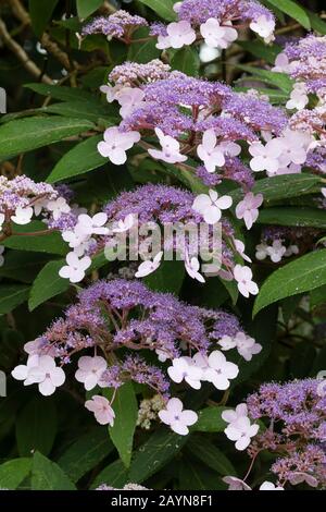 Lacecap-Köpfe des Laubstrauchs, Hydrangea aspera 'Villosa-Gruppe' Stockfoto