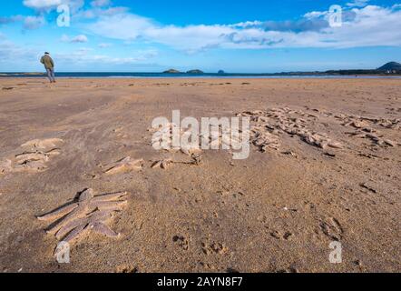 Yellowcraig Beach, East Lothian, Schottland, Großbritannien. Februar 2020. Wetter in Großbritannien: Sturm Dennis wäscht eine Menge Seesterne auf den Strand, während die Flut an der Küste Firth of Forth zurücktritt Stockfoto