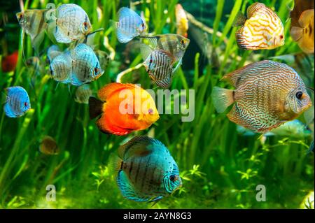 Wundervolle und schöne Unterwasserwelt mit tropischen Fischen. Stockfoto