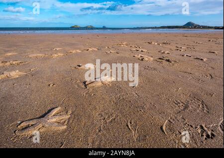 Yellowcraig Beach, East Lothian, Schottland, Großbritannien. Februar 2020. Wetter in Großbritannien: Sturm Dennis wäscht eine Menge Seesterne auf den Strand, während die Flut an der Küste Firth of Forth zurücktritt Stockfoto