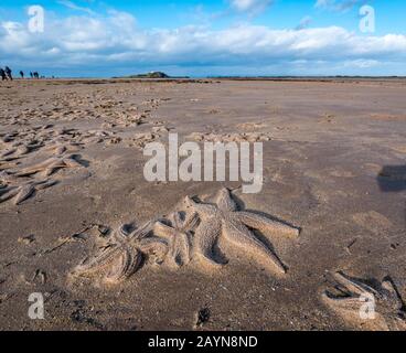 Yellowcraig Beach, East Lothian, Schottland, Großbritannien. Februar 2020. Wetter in Großbritannien: Sturm Dennis wäscht eine Menge Seesterne auf den Strand, während die Flut an der Küste Firth of Forth zurücktritt Stockfoto