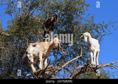 Baumsteigerziegen von Marocco stehen hoch oben in den Zweigen eines Arganbaums Stockfoto